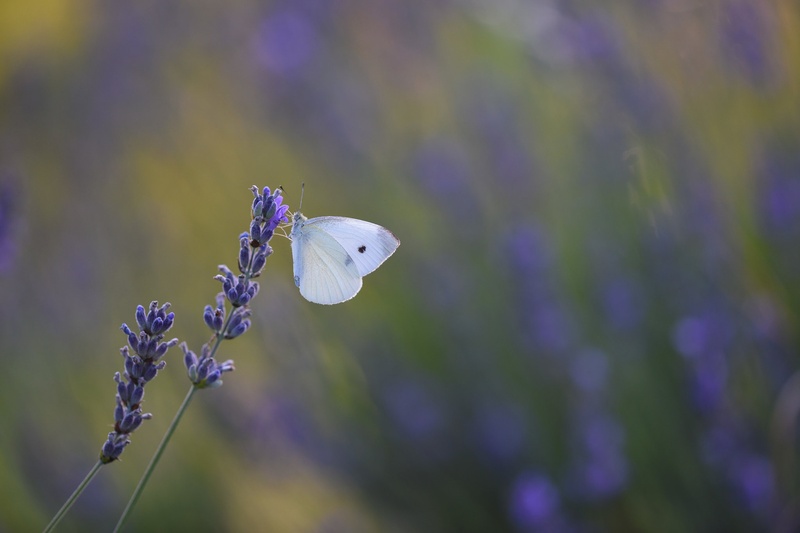 Lavanda by Jadran Telarevic