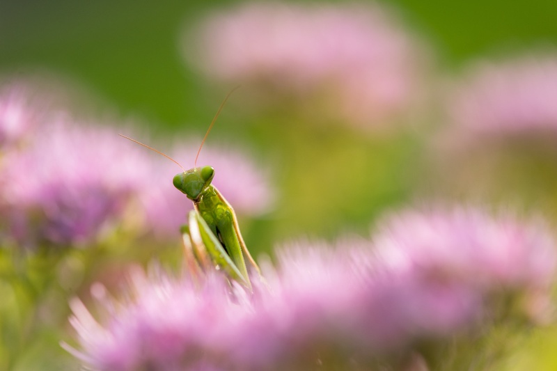 Mantodea by Jadran Telarevic