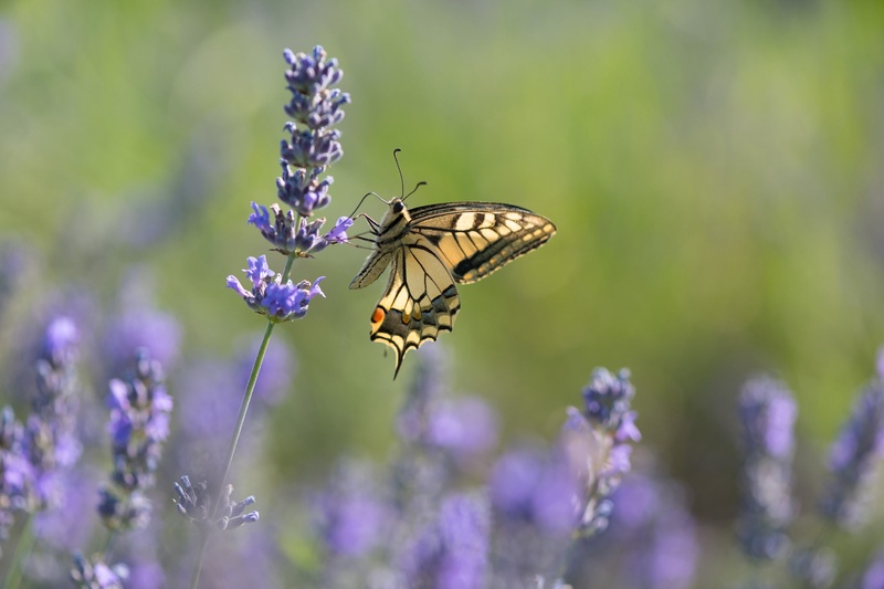 Lavander by Jadran Telarevic