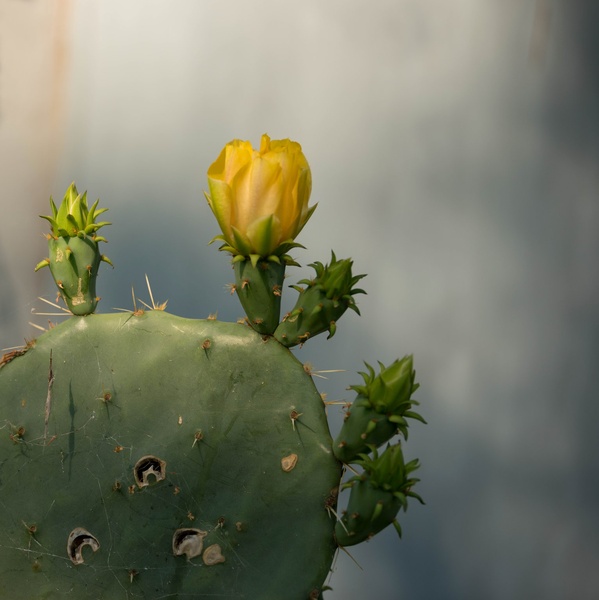 Opuntia med cvetenjem by Jadran Telarevic
