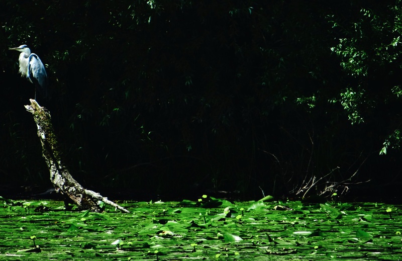 Green by Denys Shadro