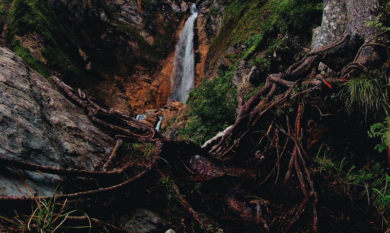 Wild by Denys Shadro