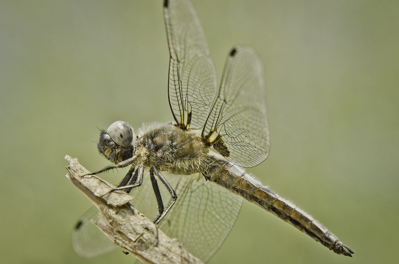Dragonfly by Luka Tozon