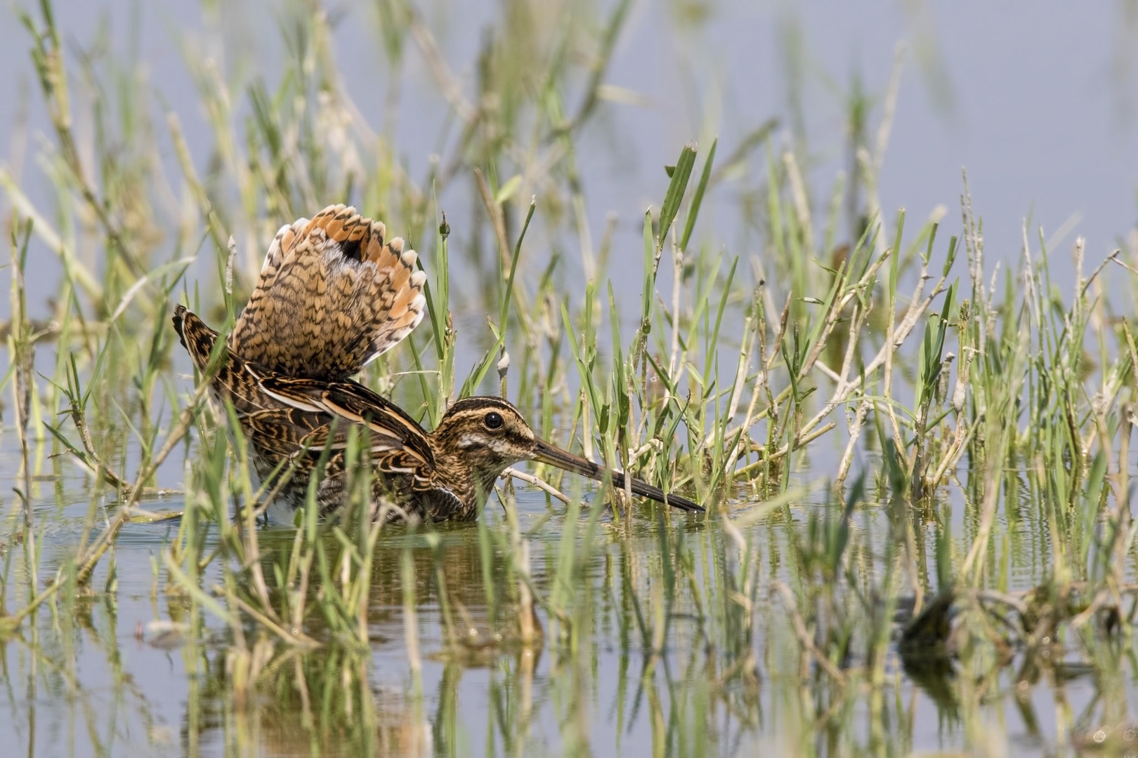 Low profile by Dimitrij Modic