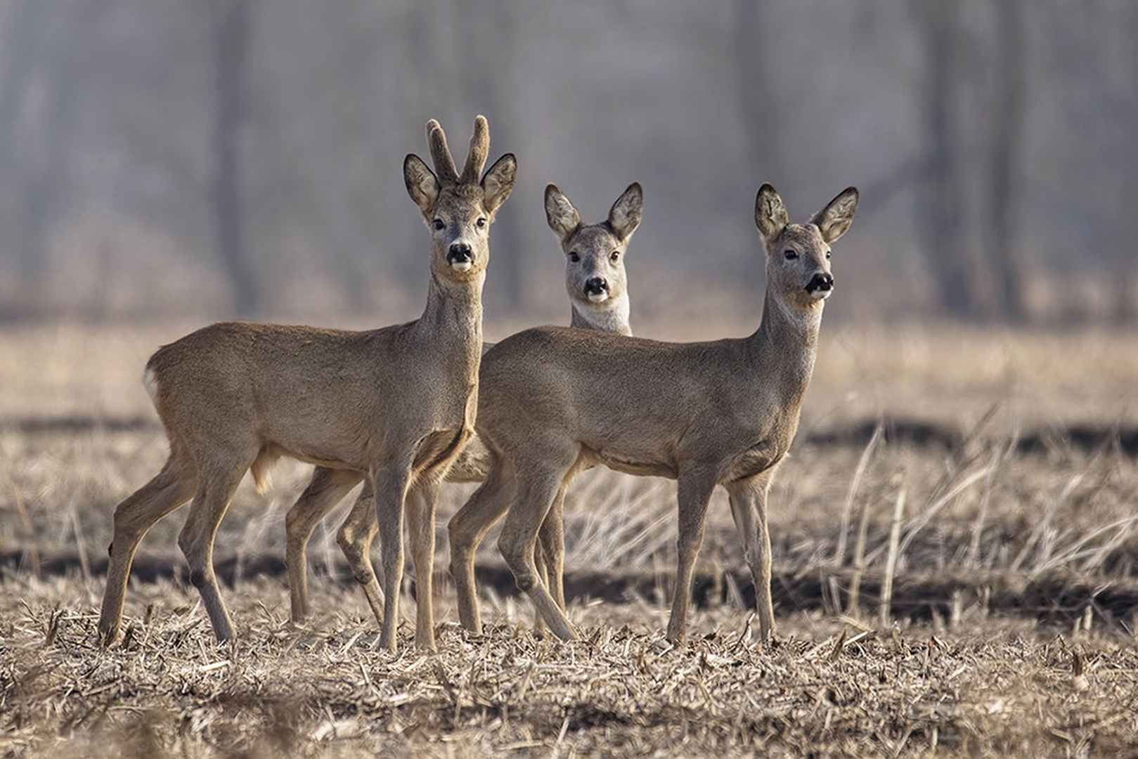 Trio firbec by Dimitrij Modic