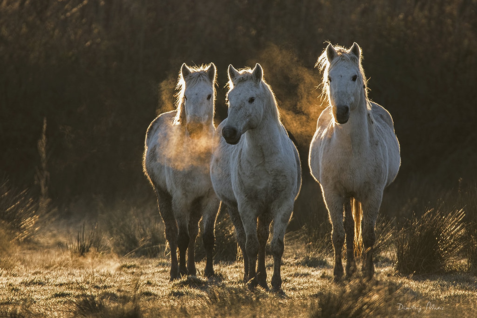 Trio by Dimitrij Modic