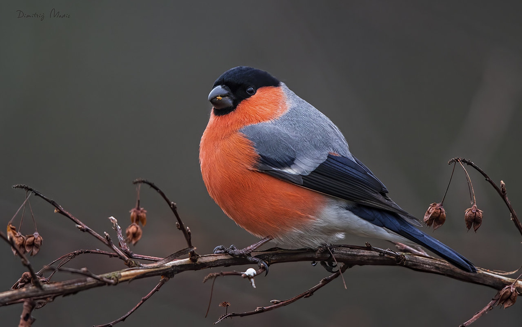 Kalin by Dimitrij Modic