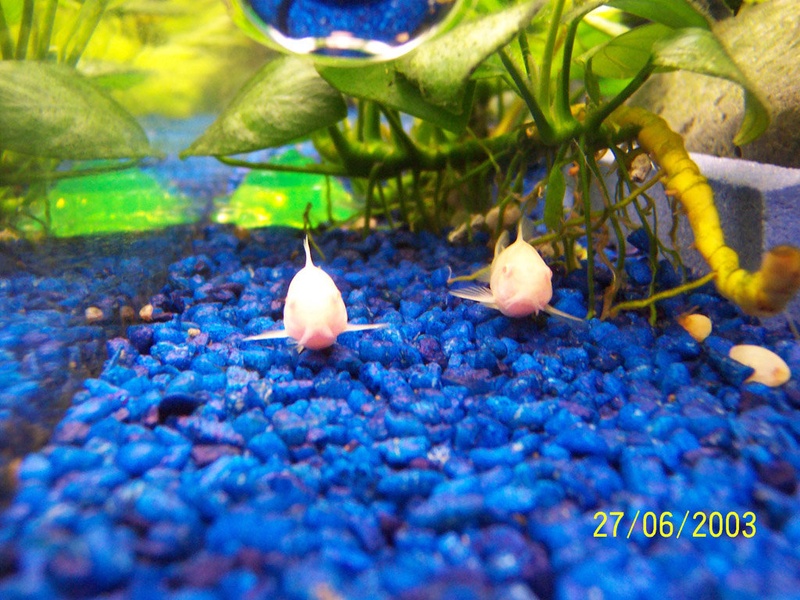 albino somiča by bobu