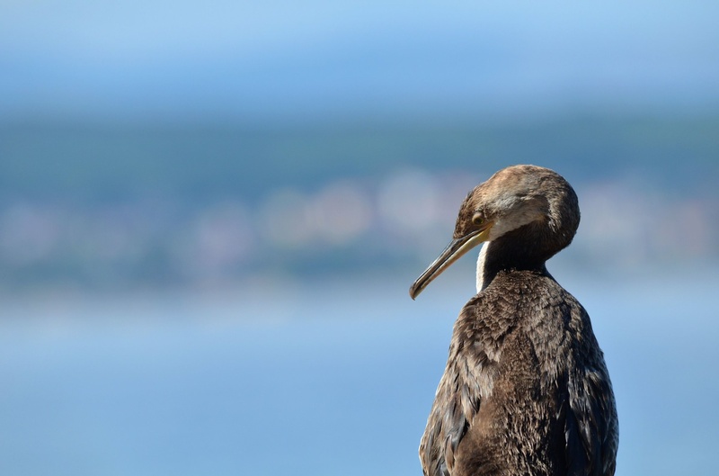 Kormoran... by janez leskošek