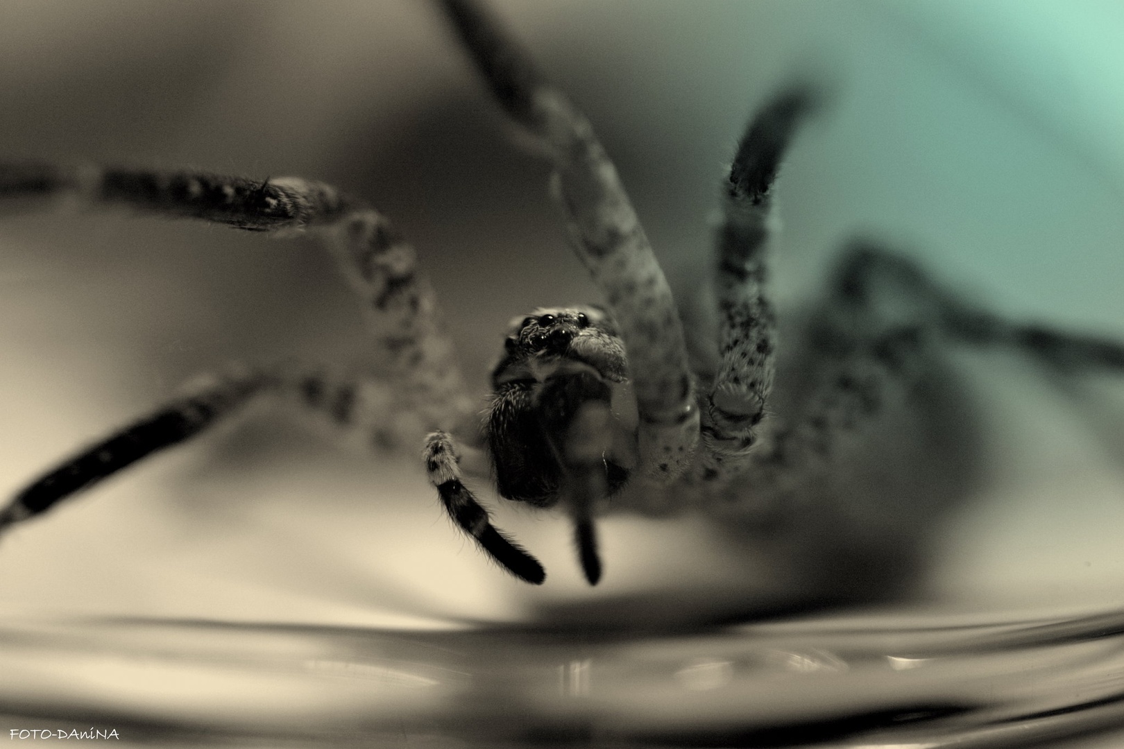 SPIDERMAN by Dragan Radujko
