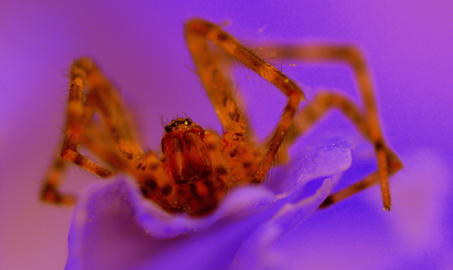 SPIDER by Dragan Radujko