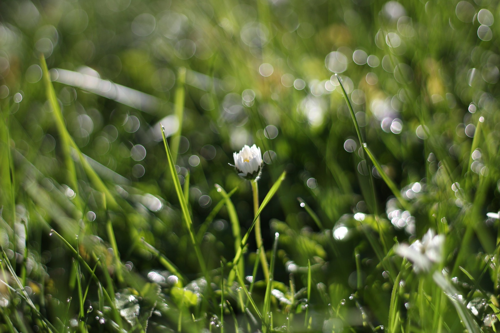 after the rain by ana