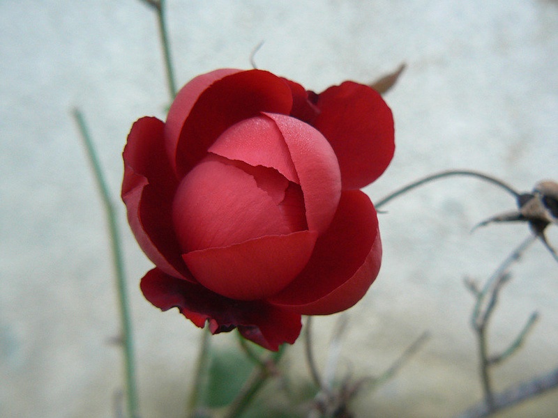 red passion by ana