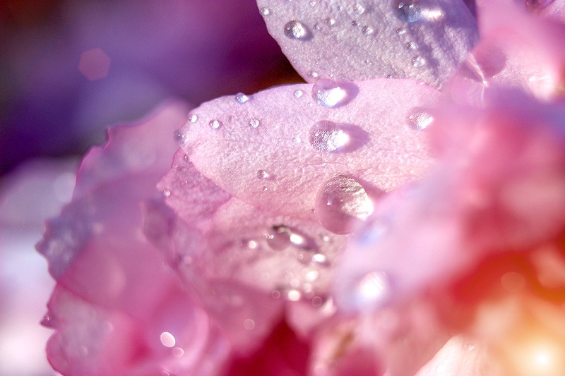 Drops by Anja Boštjančič