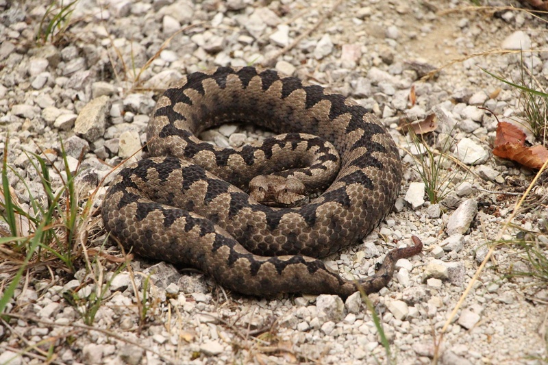 Vipera ammodytes- modras by živa bombek