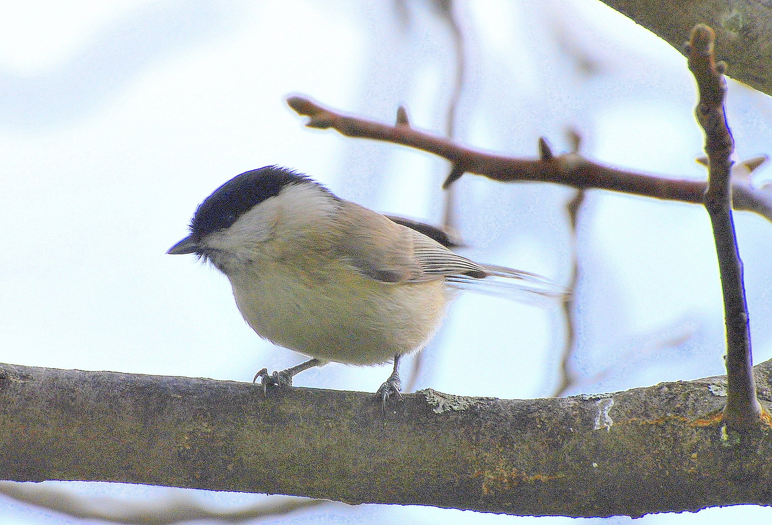 močvirska sinica by anton sečnik