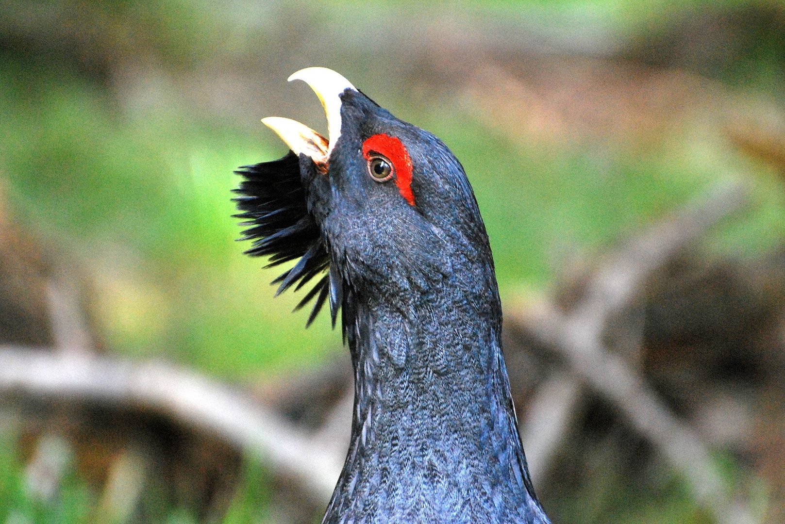 zaljubljen by anton sečnik