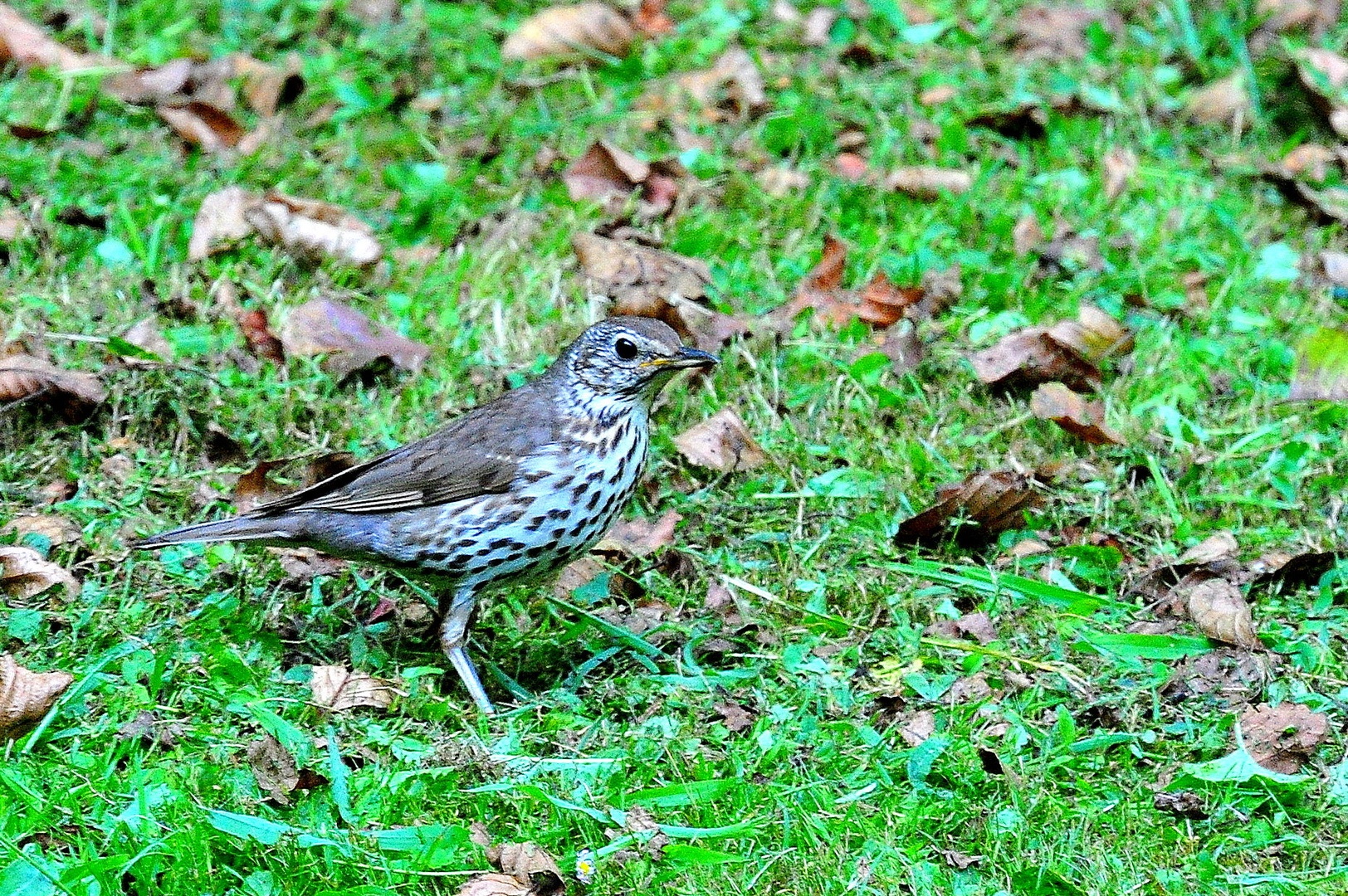 cikovt by anton sečnik