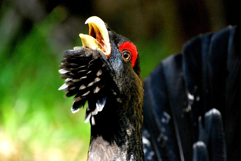 ljubezenska pesem by anton sečnik