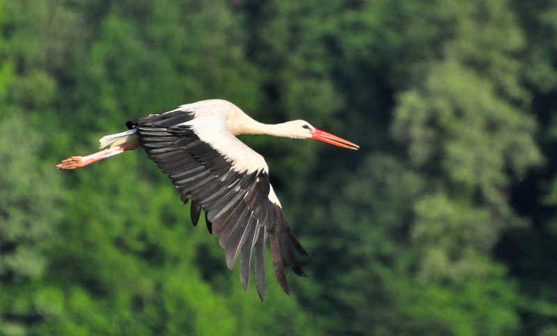 dojenček predan by anton sečnik