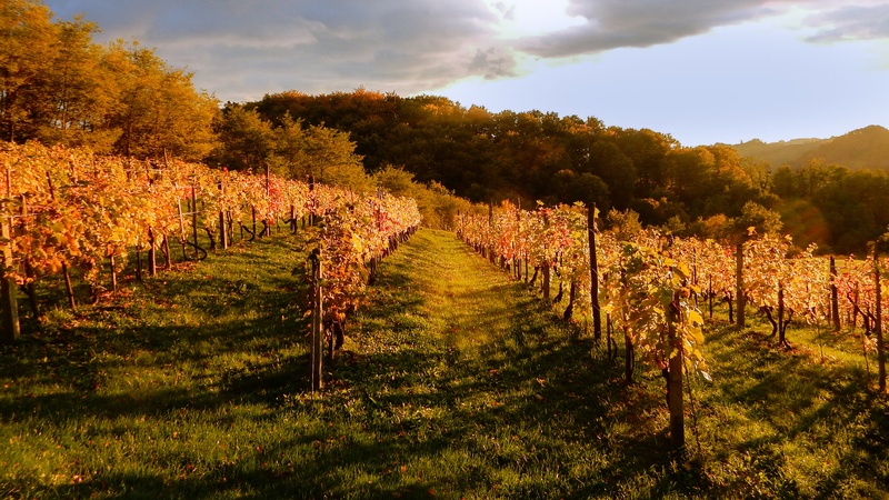 jesen v vinogradu by Silvo Polovič