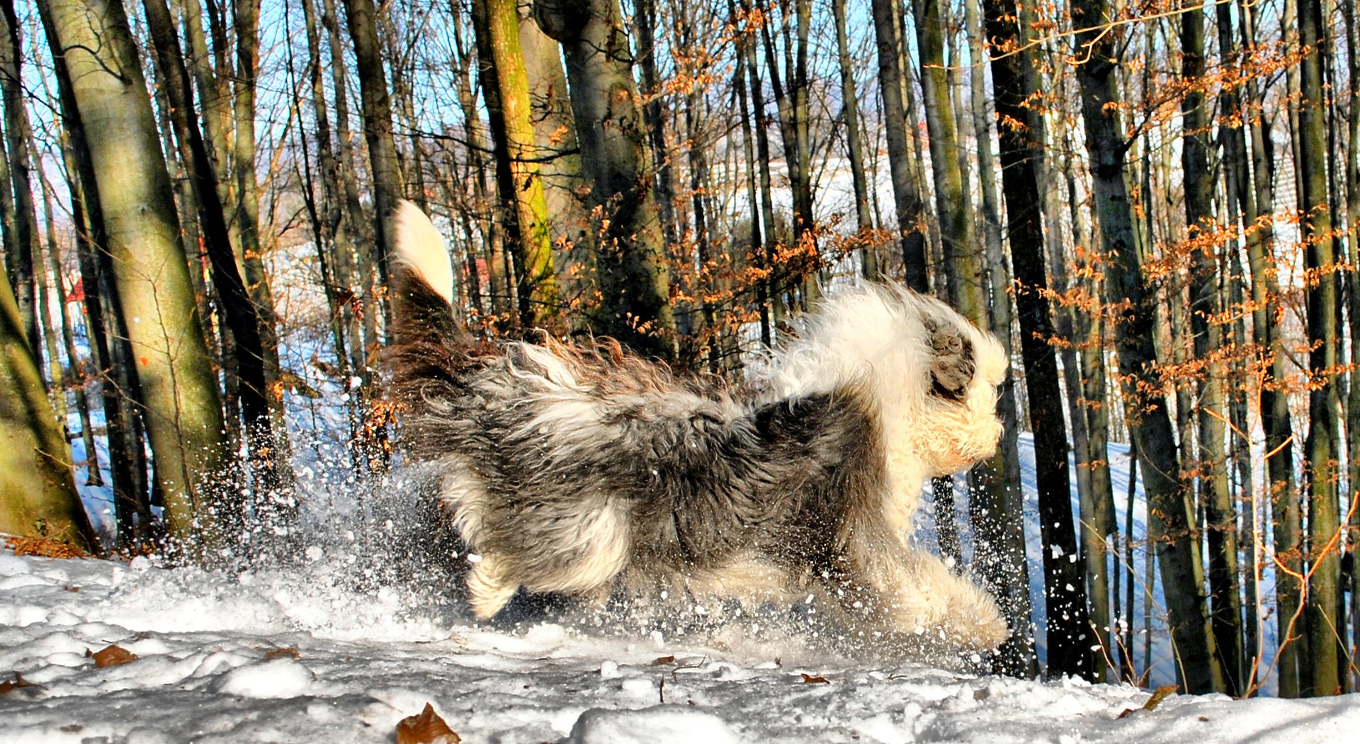 bobtail by Silvo Polovič