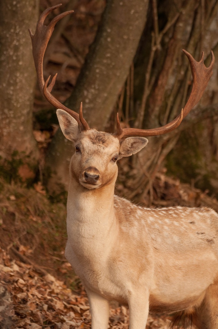 bambi by Miha Melihen