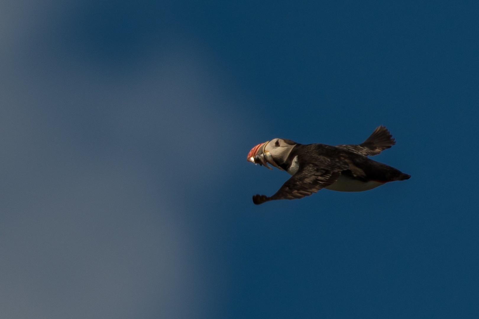 puffin by Miha Melihen