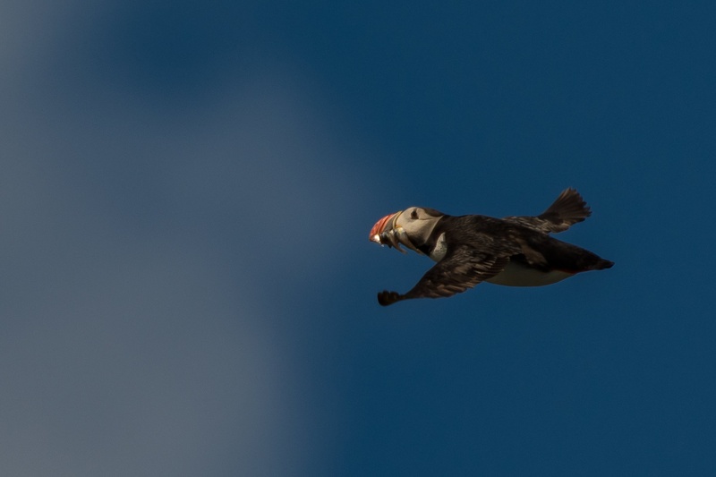 puffin by Miha Melihen