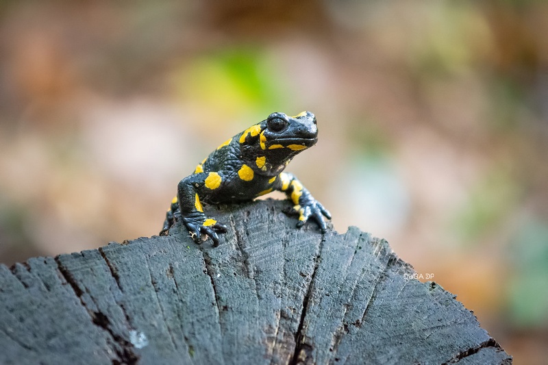 Whats up ? by Duba DP