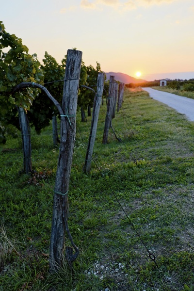 Star vinograd by Jan Skočaj