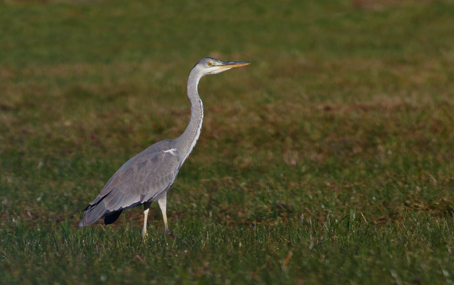 Siva čaplja (Ardea cinerea) by Matej Sekoranja