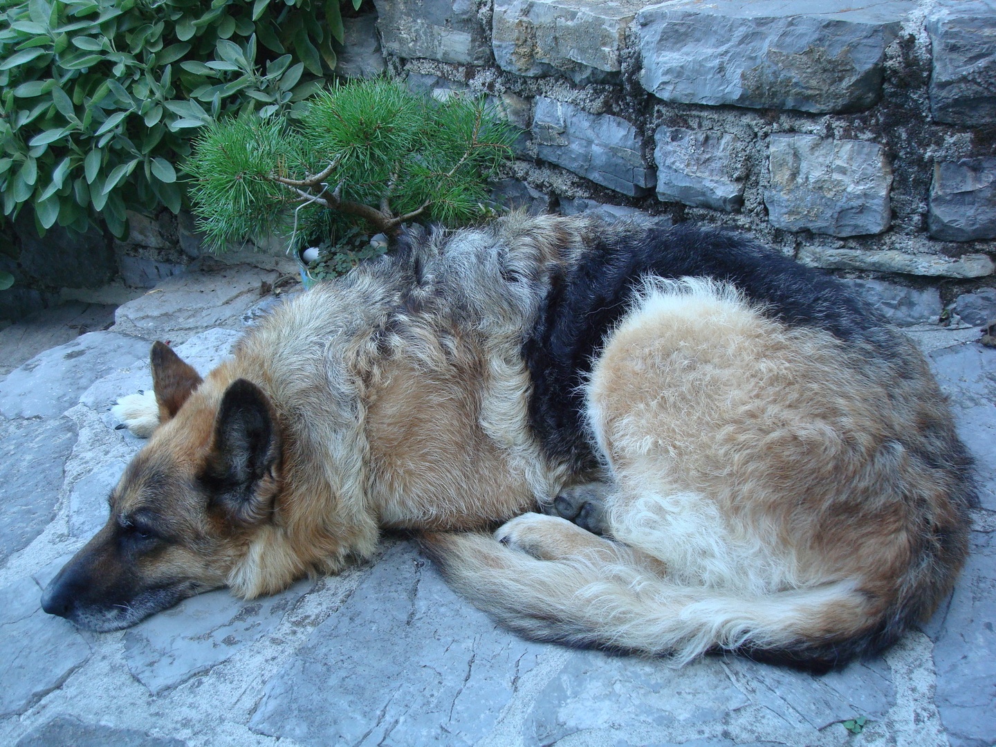 Runa by Franci Lipužič