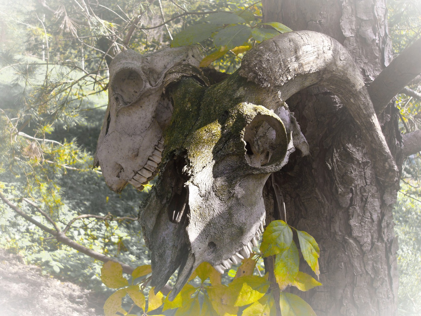 Memento mori 2 by Franci Lipužič