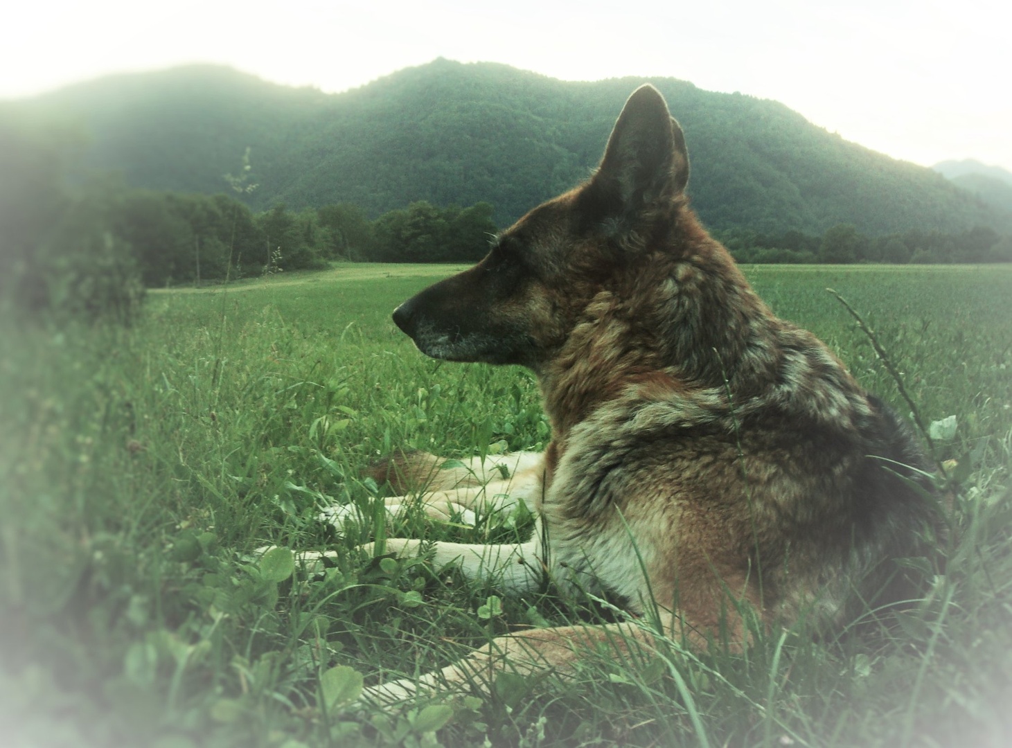 Runa by Franci Lipužič