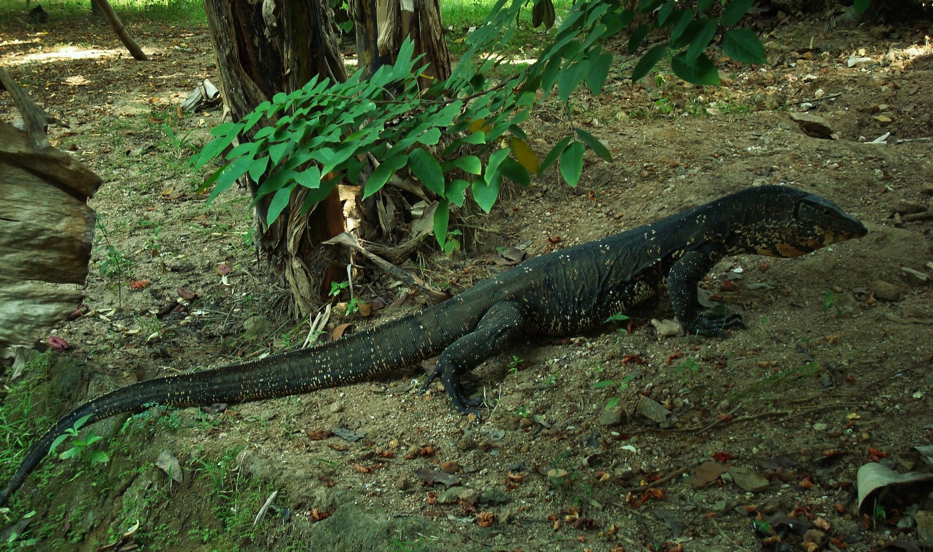 Varan by Franci Lipužič