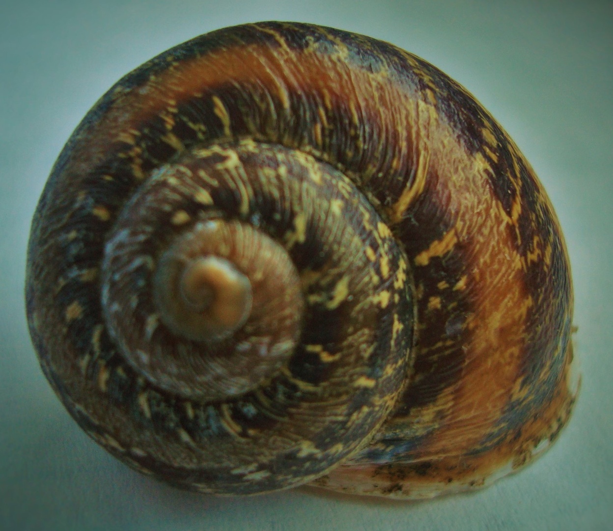 Spirala by Franci Lipužič