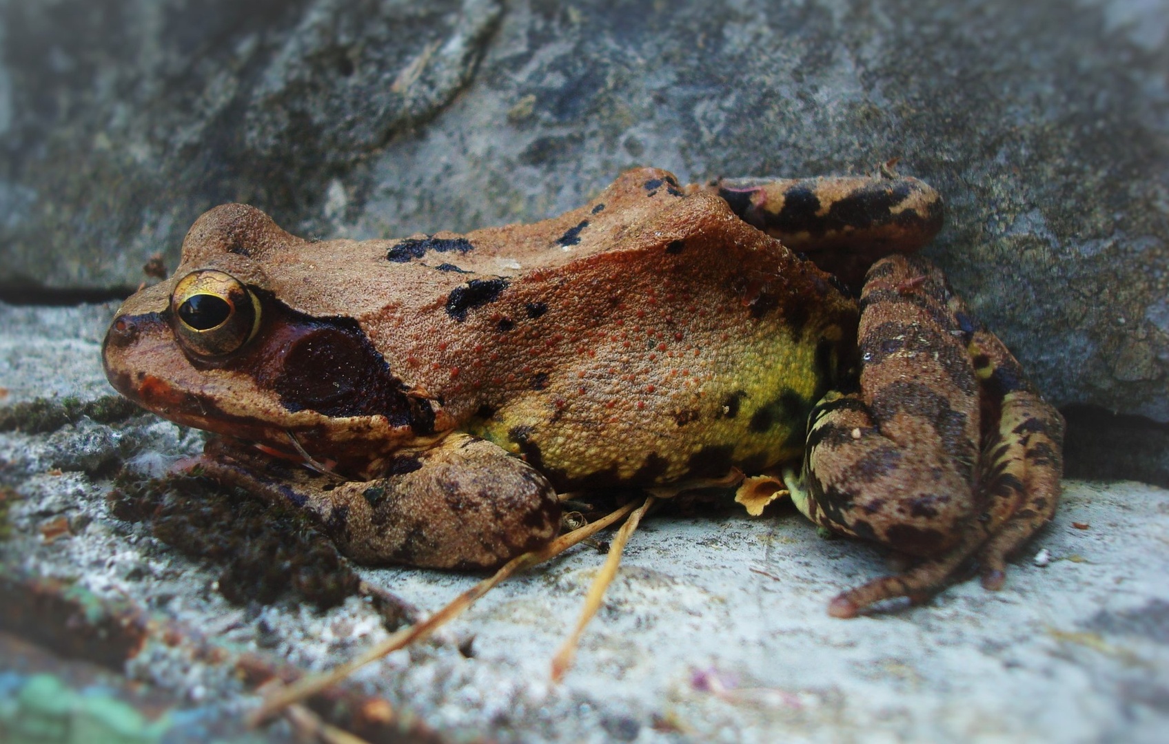 Rosnica (Rana dalmatina ) by Franci Lipužič