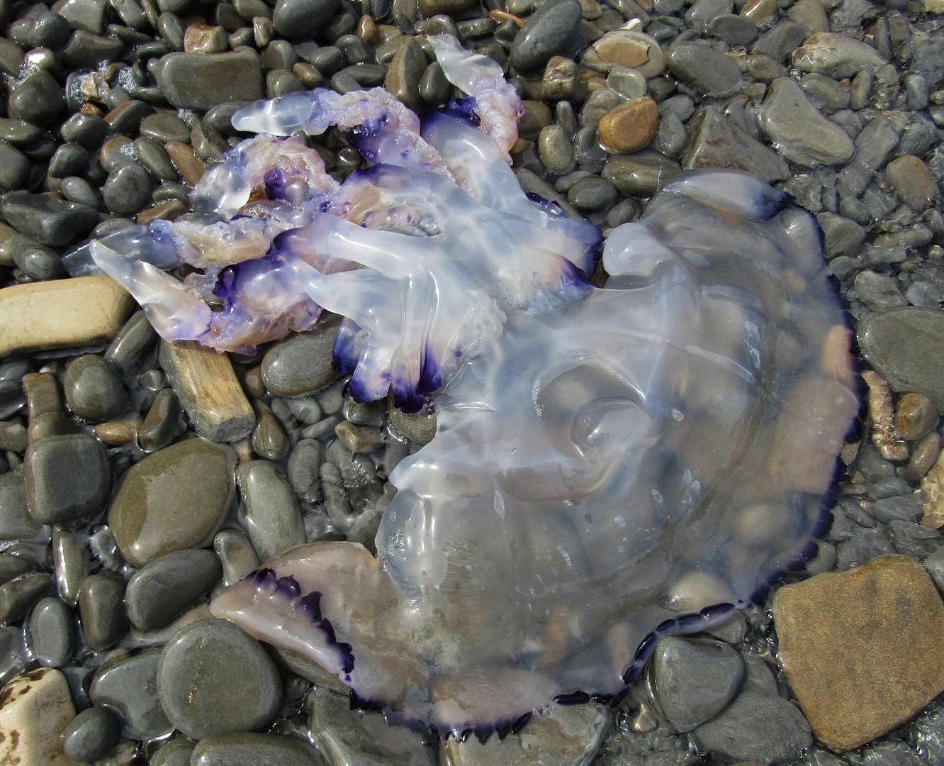 Meduza by Franci Lipužič