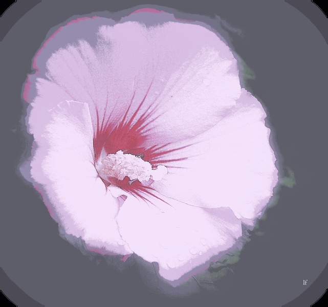 Hibiskus by Franci Lipužič