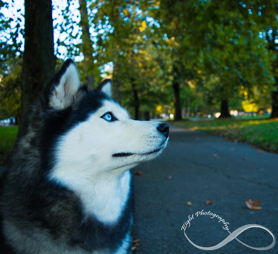 Husky by Eight Photography