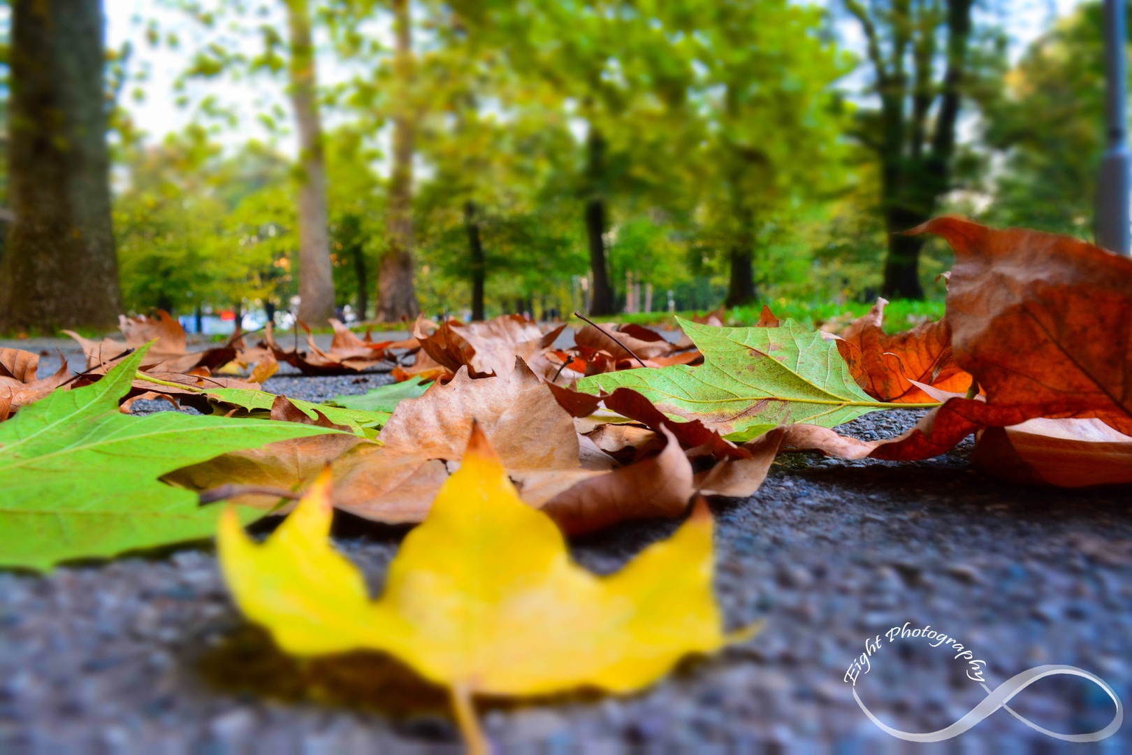 Autumn colors/Jesenske barve by Eight Photography