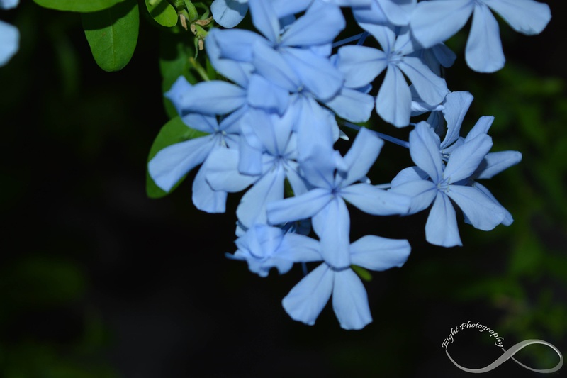 Perfect blue by Eight Photography