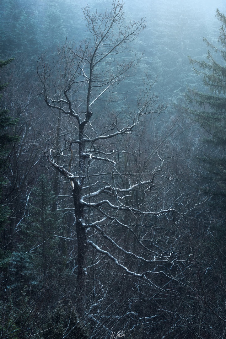 Tree by Nino Frelih