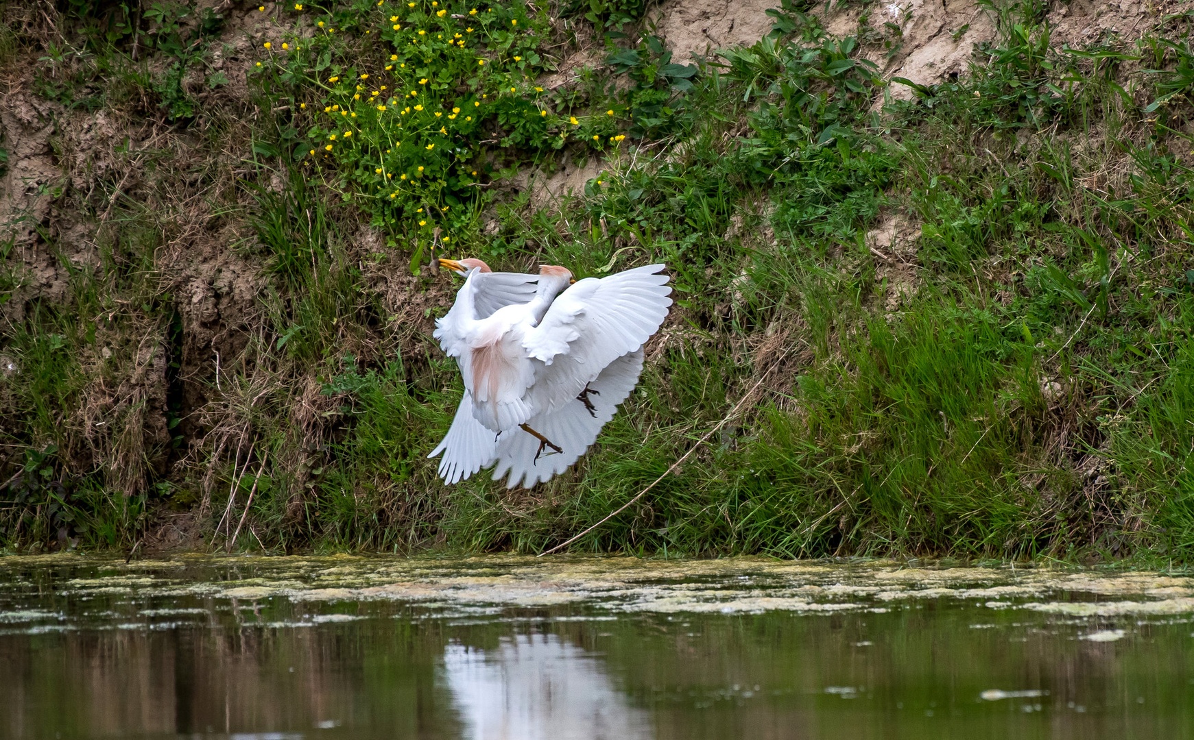 " žabe pa ne dam" by Danilo Kotnik