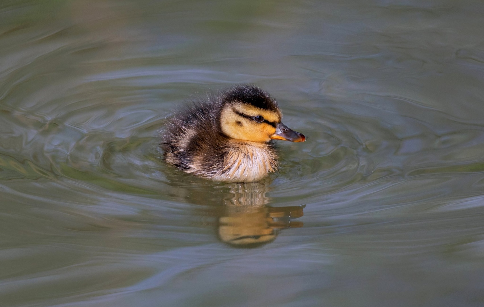 "letošnji" by Danilo Kotnik