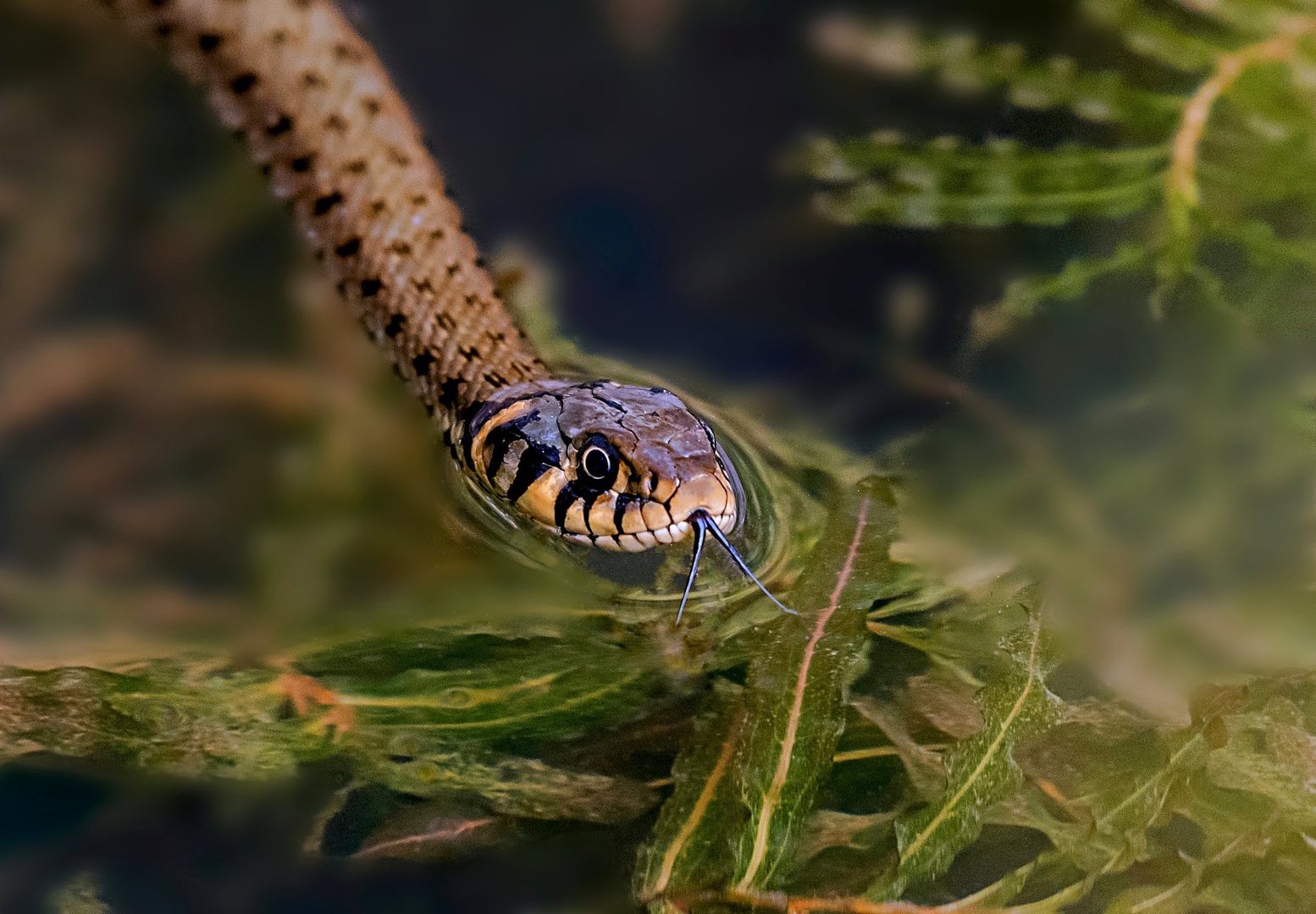 "ssssss....." by Danilo Kotnik