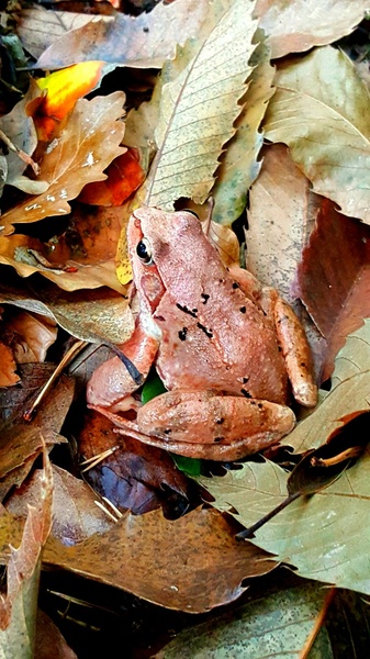 Pink frog by Neža Tominc