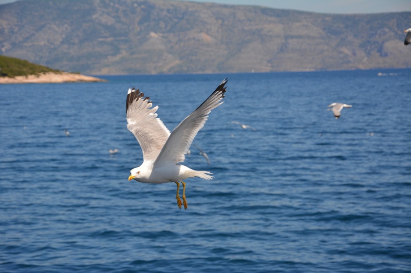 Čudoviti galeb by Uroš NIKON