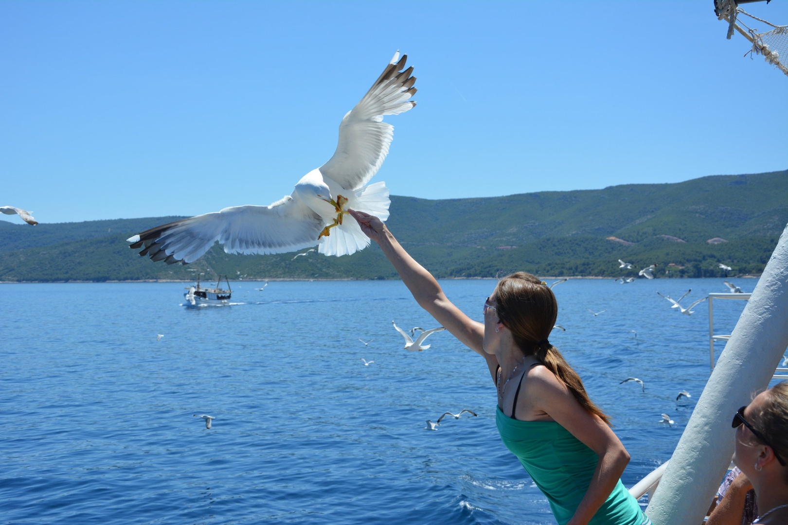 Lačni galeb by Uroš NIKON
